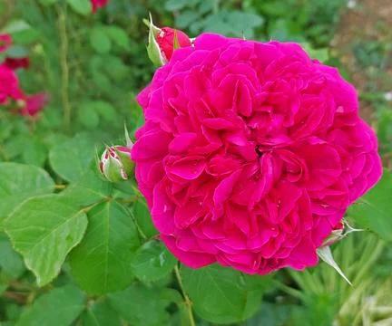 Wild_blue_yonder_rose Stock Photos