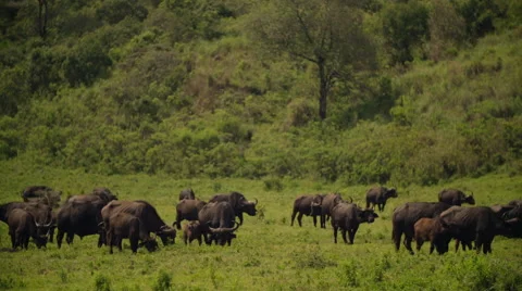 WILDABEASTS In The African Wild-Slow Motion Stock Footage 66409302