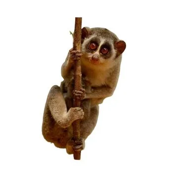 Wildanimal Stock Photos