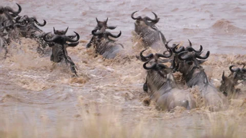 Wildbeests crossing river during Great Migration Stock Footage