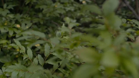 Wildberries growing in the Cascade Mountains Stock Footage 94723214
