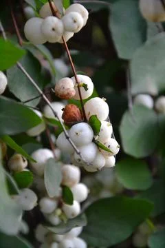 Wildberries Stock Photos