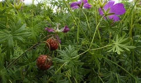 Wildberris Stock Photos