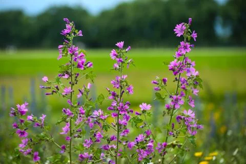 Wildblumen 56 Stock Photos