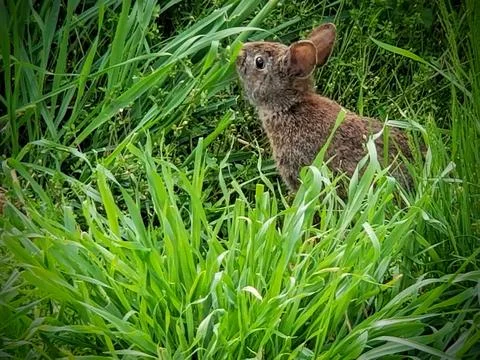 WildBunnyRabitEatingGrass Stock Photos