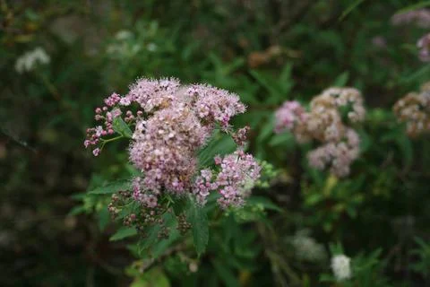 Wildbush Stock Photos