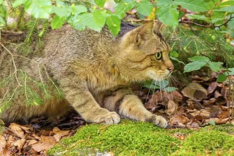 Wildcat crouching in wait between leaves and moss, Bavarian Forest National Stock Photos