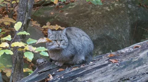 Wildcat Stock Footage 14888718