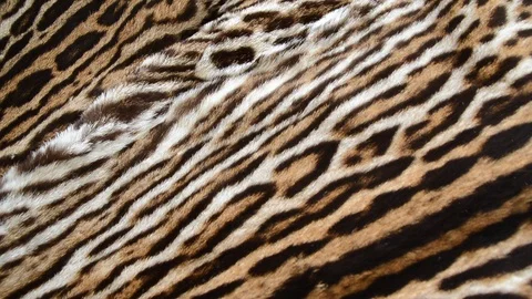 Wildcat fur Stock Footage 124291356