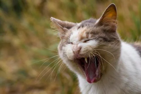 Wildcat roars Stock Photos