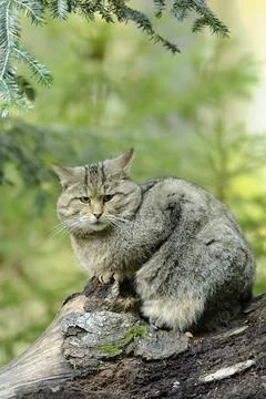 Wildcat sitting attentively on a tree trunk in the forest, Wildcat (Felis Stock Photos