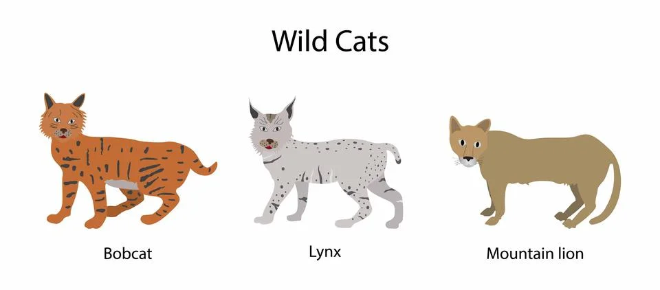 Wildcat is a species complex comprising two small wild cat species Stock Illustration