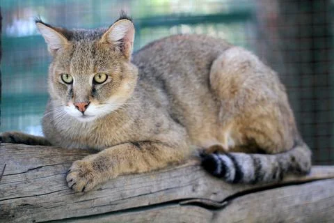 Wildcat1 Stock Photos