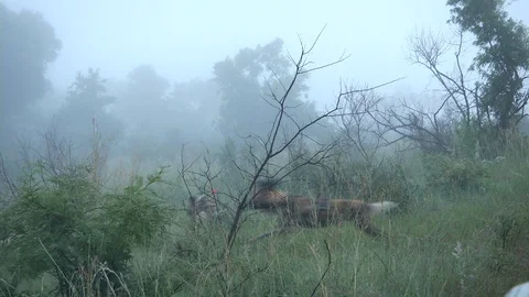 Wilddog darted Stock-Footage 89060991
