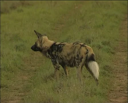 A wilddog in the middle of two pathways Stock Footage 11620906