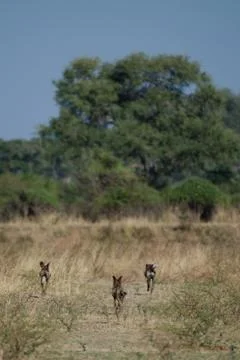 Wilddog Stock Photos