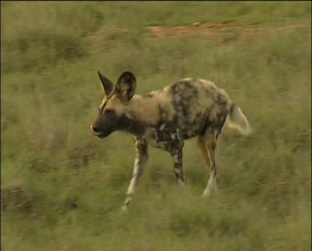 A wilddog runs in the veld. Stock Footage 11625890