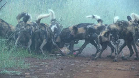 Wilddogs eating Stock-Footage 89059760