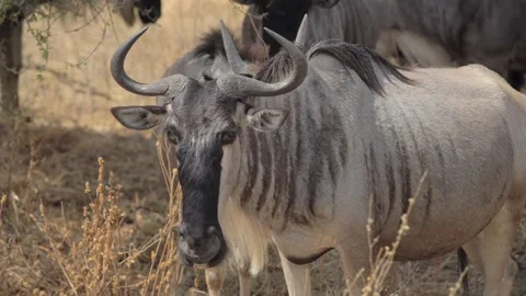 Wilde beast migration in Africa. Close up look at a Gnu antelope Stock Footage 157207590
