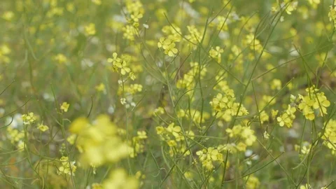 Wilde flowers in the field Stock Footage 110922498