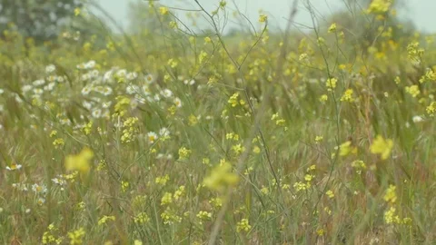 Wilde flowers in the field Stock Footage 110922511