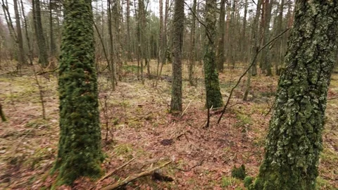 Wilde forest Video stock 163582916