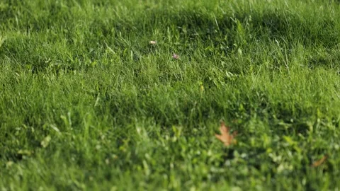 Wilde green lawn with yellow leaf Stock Footage 239376557