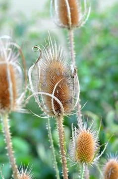 Wilde teasel Stock Photos