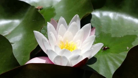 Wilde white water lilli with leafs in sunday on pool Stock Footage 154904345
