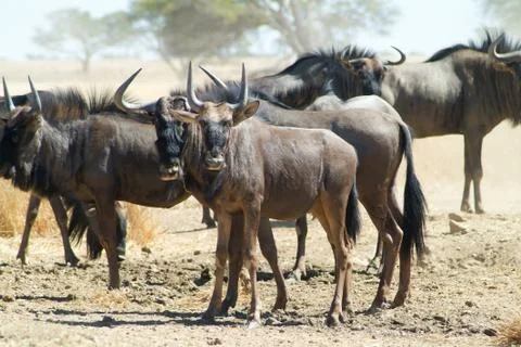 Wildebeast Stock Photos