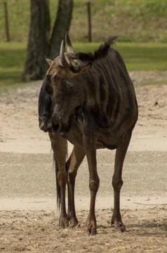 Wildebeast Stock Photos