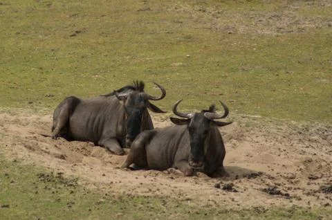 Wildebeast Foto stock