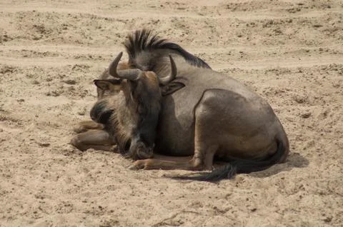 Wildebeast Stock Photos