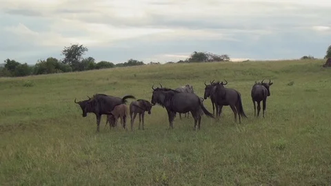 Wildebeest 1 Stock Footage 97857211