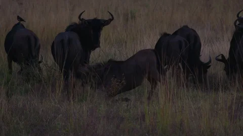 Wildebeest 1 Stock Footage 120776891