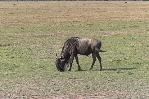 Wildebeest in Africa Stock Photos