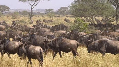 Wildebeest aka Gnu Huge Herd on Migration in African Savanna. Animal in Stock Footage 119176285