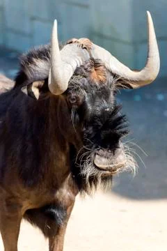 The wildebeest, also called the common wildebeest Stock Photos