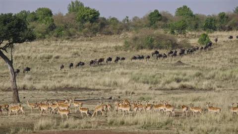 Wildebeest and Antelopes Herds Great Migration Africa Stock Footage 316981853