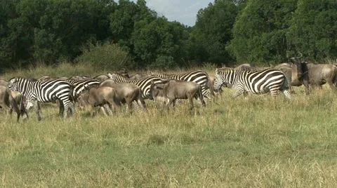 WILDEBEEST AND ZEBRA Video stock 21946615