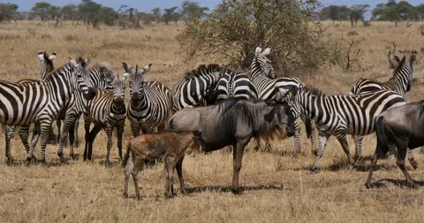 Wildebeest and Zebra Video stock 60604142