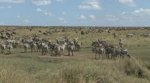 WILDEBEEST AND ZEBRA HERD Video stock 17025392
