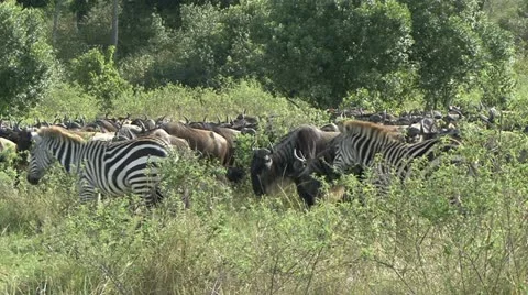 WILDEBEEST AND ZEBRA WALK BY Stock Footage