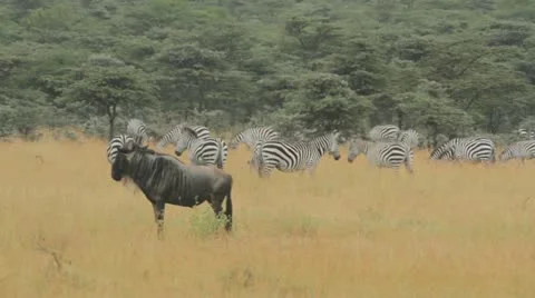 Wildebeest and zebras Video stock 11142323