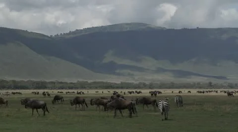 Wildebeest and zebras Vídeo Stock 11293675