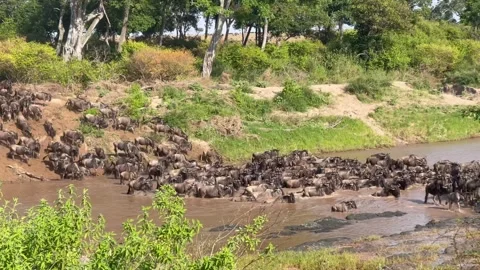 Wildebeest annual migration crossing the river Stock Footage 279372884