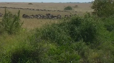 Wildebeest arrive other side of river walking away on plains Video stock 22144614