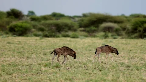 WILDEBEEST BABIES Stock Footage 104867181