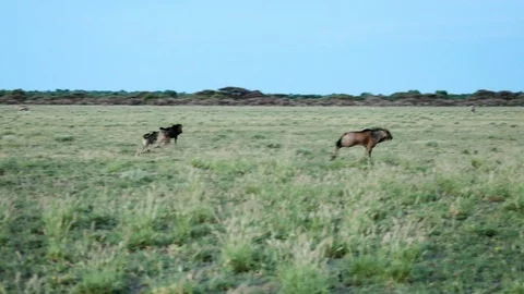 WILDEBEEST BABIES PLAYING Stock Footage 104867166
