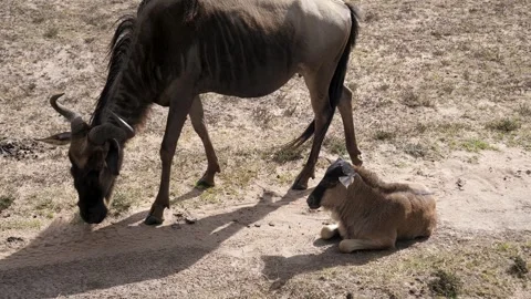 Wildebeest calf getting up and walking in savannah Video stock 328868591
